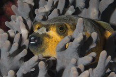 Blackspotted Puffer photo 5