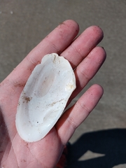 Amarilladesma mactroides