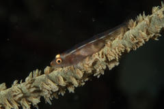 Whip Coral Goby photo 4