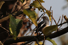 Copsychus saularis