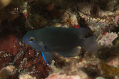 Pomacentrus brachialis