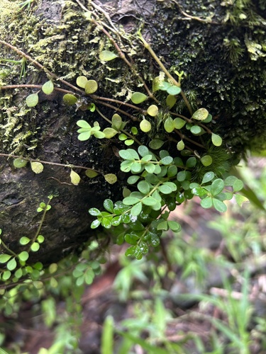 Peperomia robustior