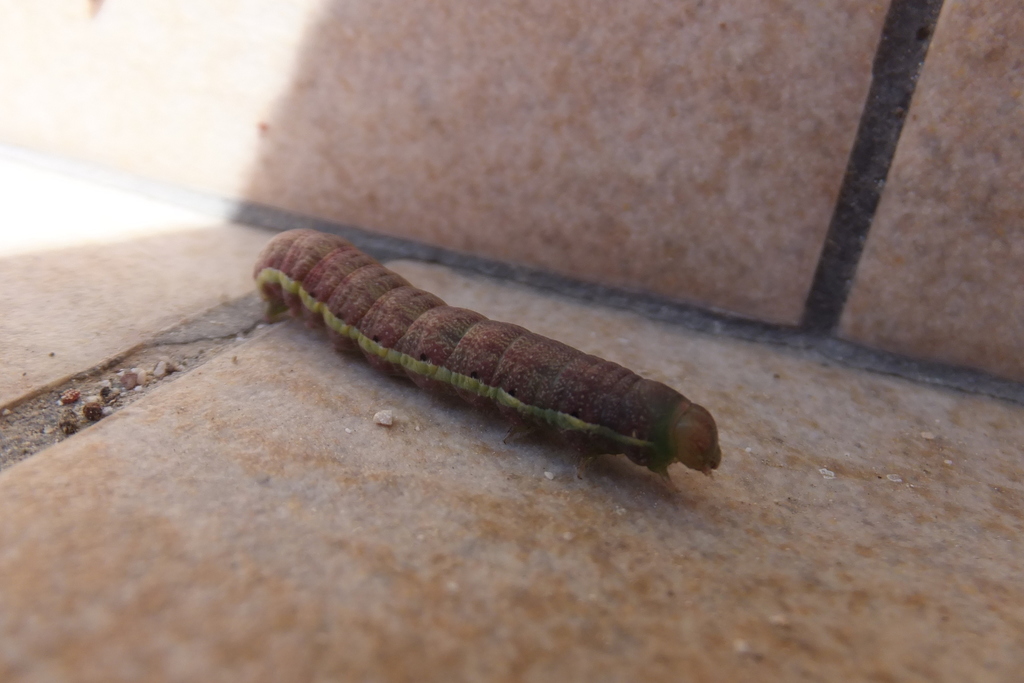Spotted Sulphur