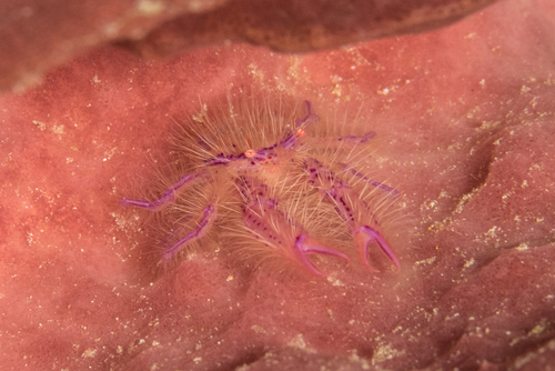 Photo of Hairy squat lobster (Lauriea siagiani)