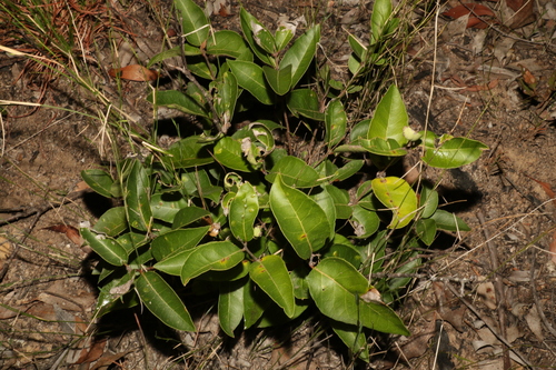 Image of Notelaea ovata by (c) Greg Tasney, some rights reserved (CC BY-SA)