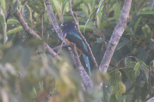 Amazonian Trogon (Trogon ramonianus), photo 8