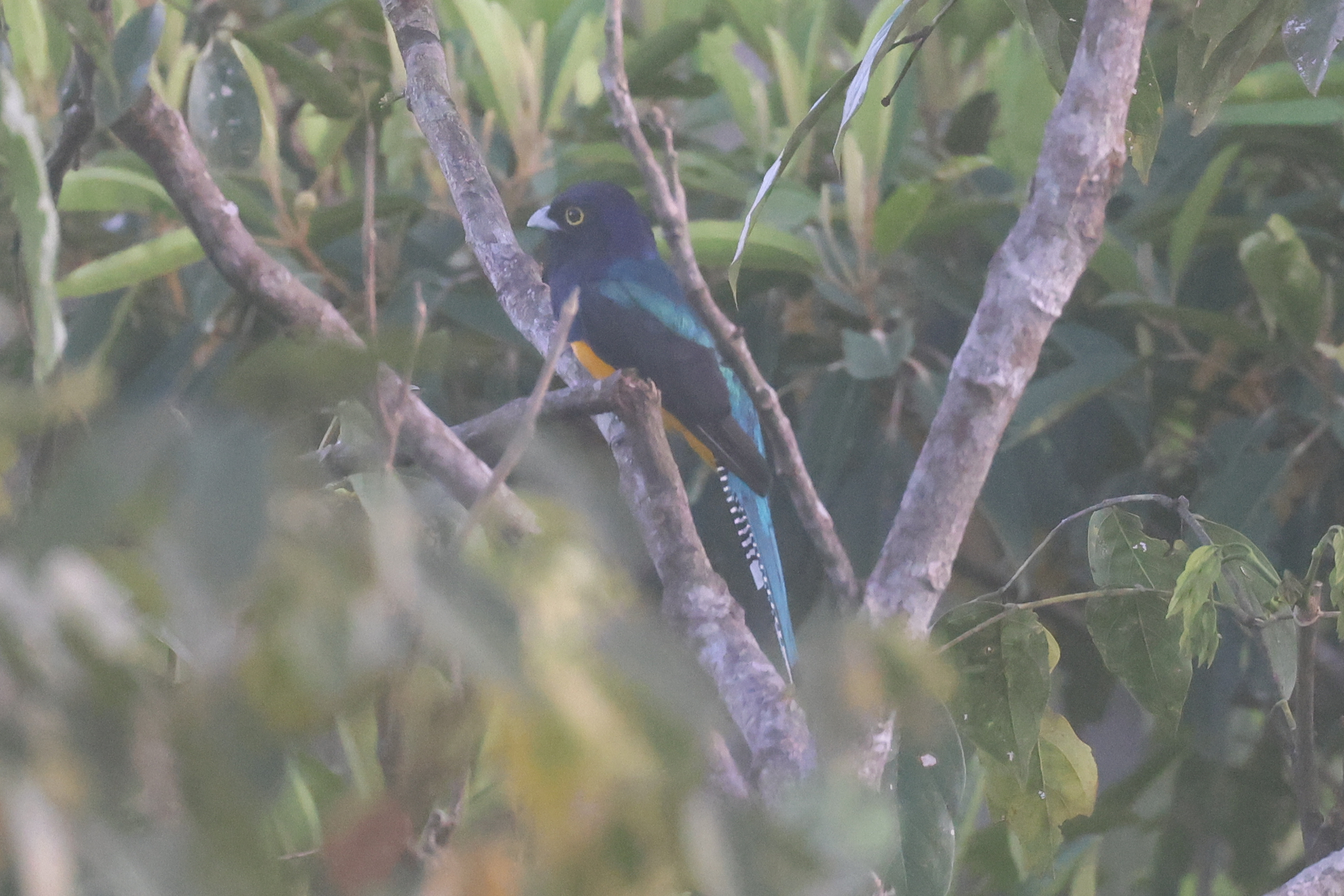 Amazonian Trogon (Trogon ramonianus), photo 6