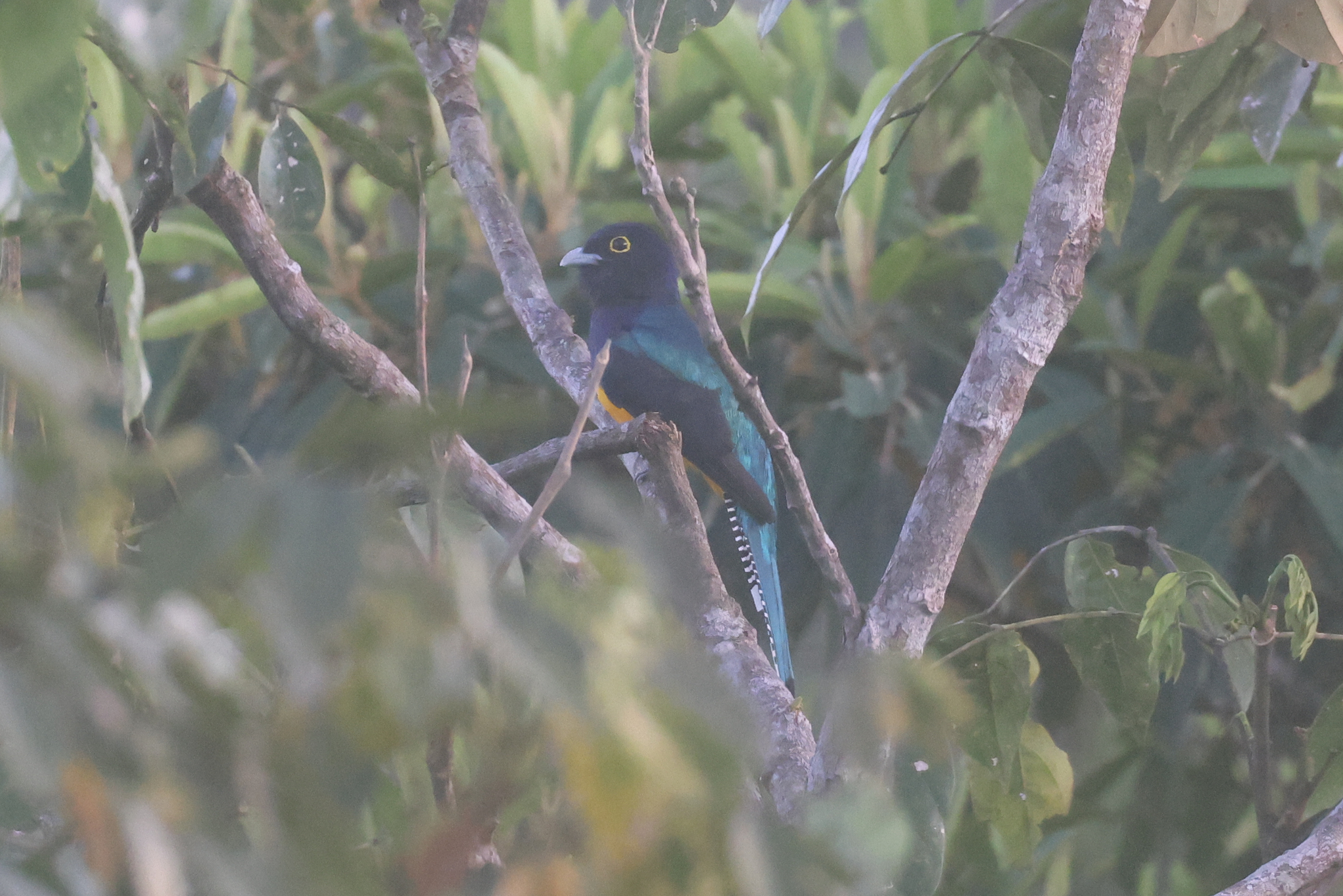 Amazonian Trogon (Trogon ramonianus), photo 7