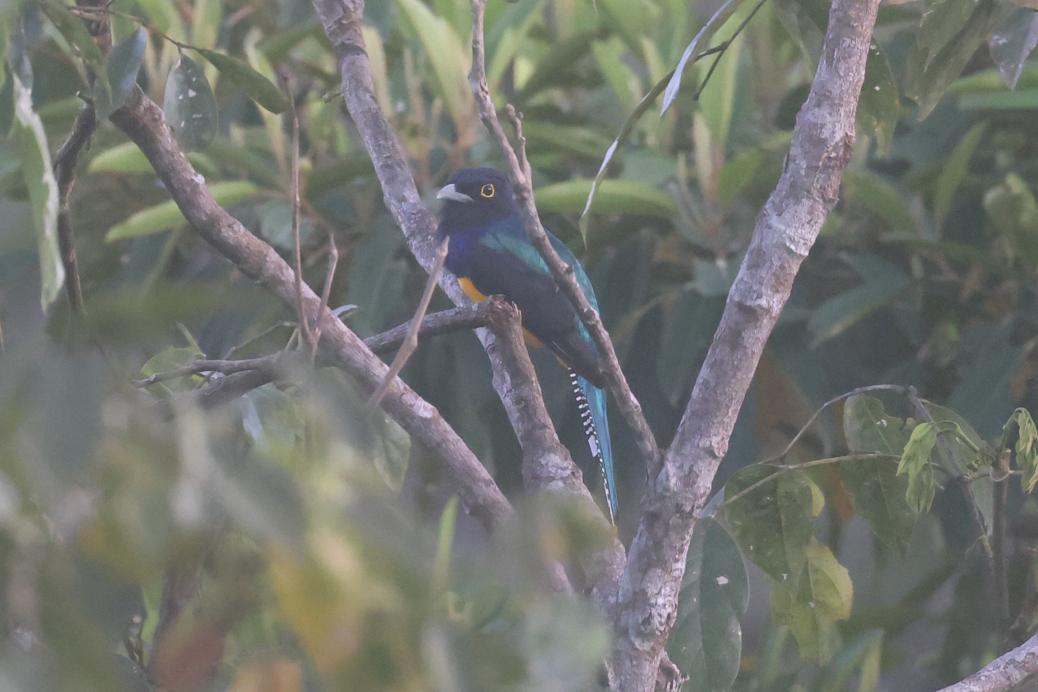 Amazonian Trogon (Trogon ramonianus), photo 8