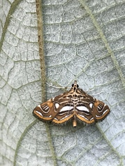 Paracymoriza cataclystalis