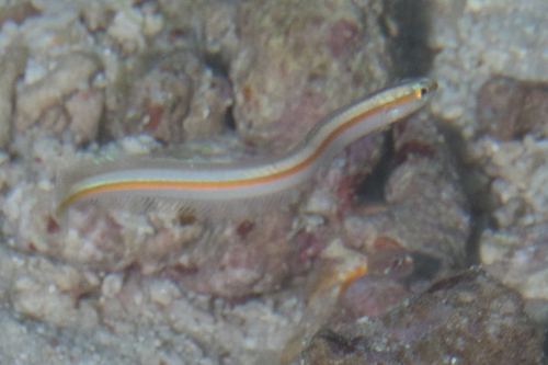 Orange-lined wormfish (Gunnellichthys viridescens) — Microdesmidae — 4