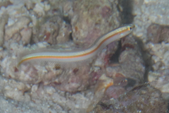 Gunnellichthys viridescens