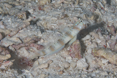 Amblyeleotris arcupinna