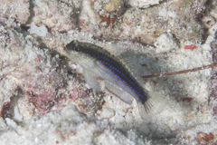 Asterropteryx striata