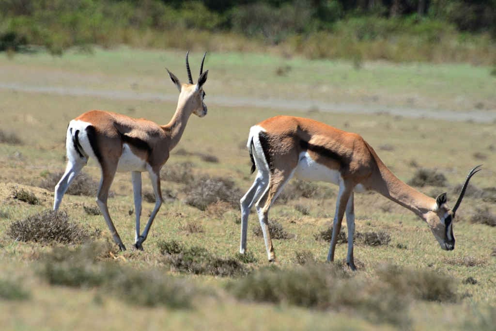 Greater Gazelles