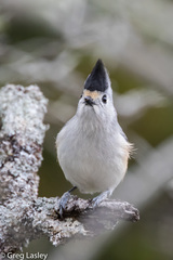 Black-Crested Titmouse photo 3