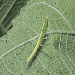 Tropidomantis tenera