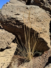 Agrostis sandwicensis