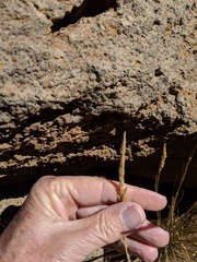 Agrostis sandwicensis