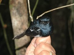 Copsychus albospecularis