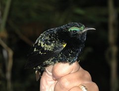 Philepitta castanea