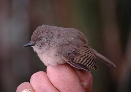 Dark Newtonia (Newtonia amphichroa), photo 7