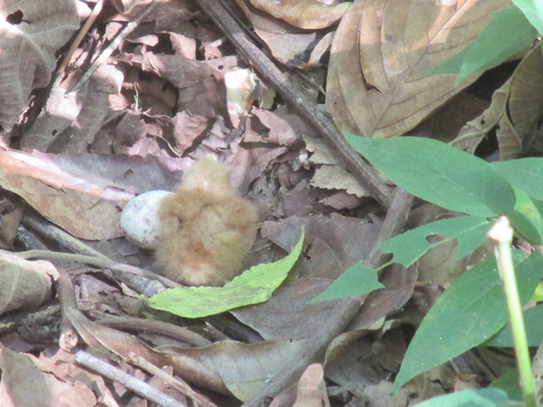 Rufous Nightjar (Antrostomus rufus), photo 8
