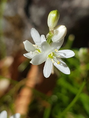 Ornithogalum rogersii