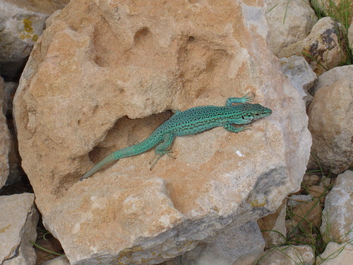 Ibiza Wall Lizard