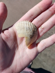 Dallocardia delicatula