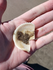 Dallocardia delicatula