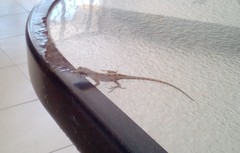 Anolis sagrei