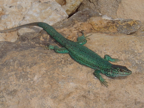 Ibiza Wall Lizard