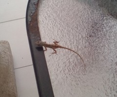 Anolis sagrei