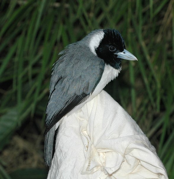 Pollen's Vanga photo