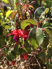 Fuchsia × hybrida