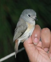 Calicalicus madagascariensis