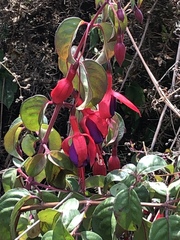 Fuchsia × hybrida