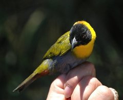 Ploceus nelicourvi