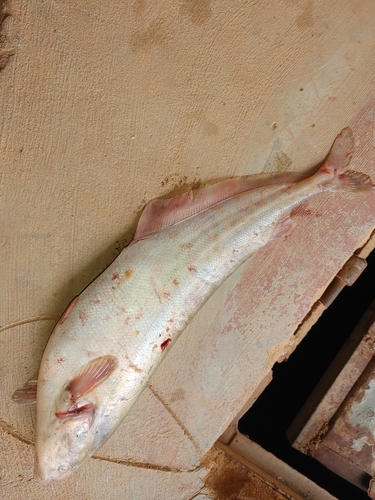Ngai (Hyperopisus bebe) — Mormyridae — 5