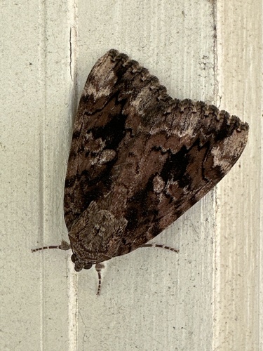 Betrothed Underwing photo 4