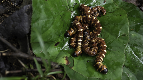 Phassus triangularis