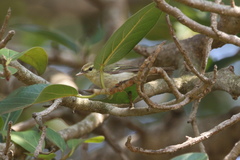 Phylloscopus occipitalis