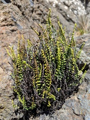 Asplenium trichomanes densum