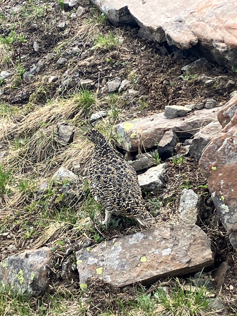 Whitetailed Ptarmigan from White River National Forest, Meeker, CO, US