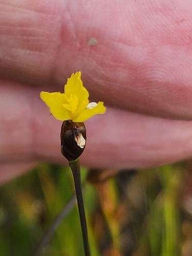 Image of Xyris montana by (c) Norma Malinowski, some rights reserved (CC BY)