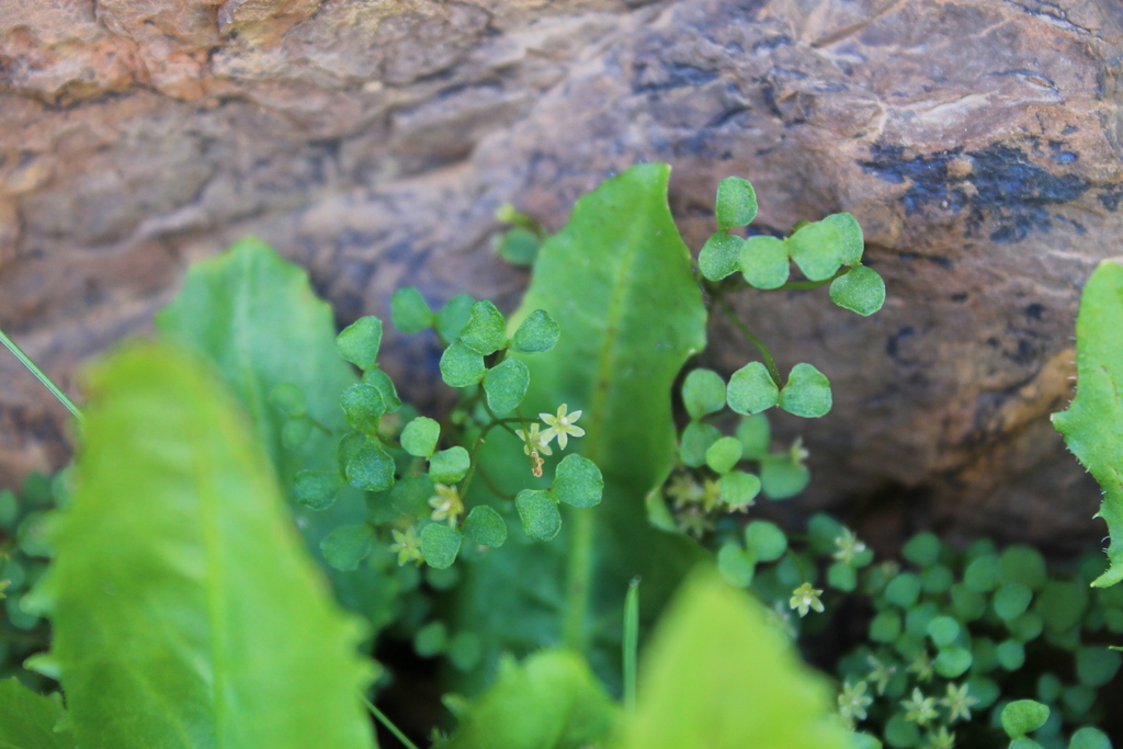 Dioscorea biloba (Dioscorea biloba)