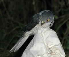 Accipiter francesiae
