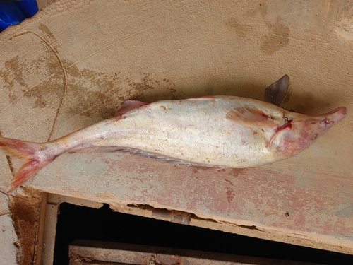Olifantssnuitvis (Mormyrus rume) — Mormyridae — 5