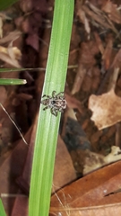 Sumampattus quinqueradiatus